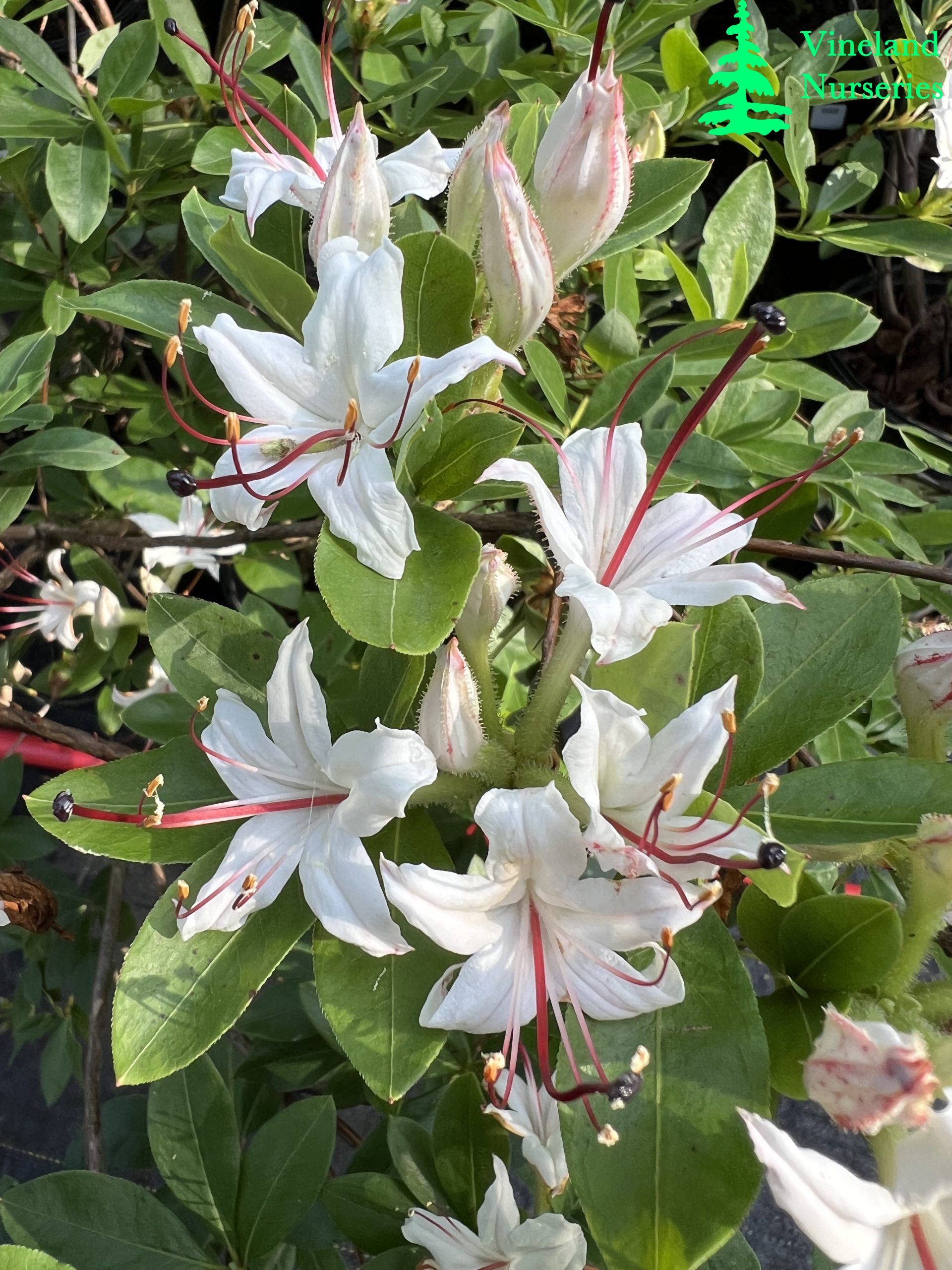 Azalea Arborescens