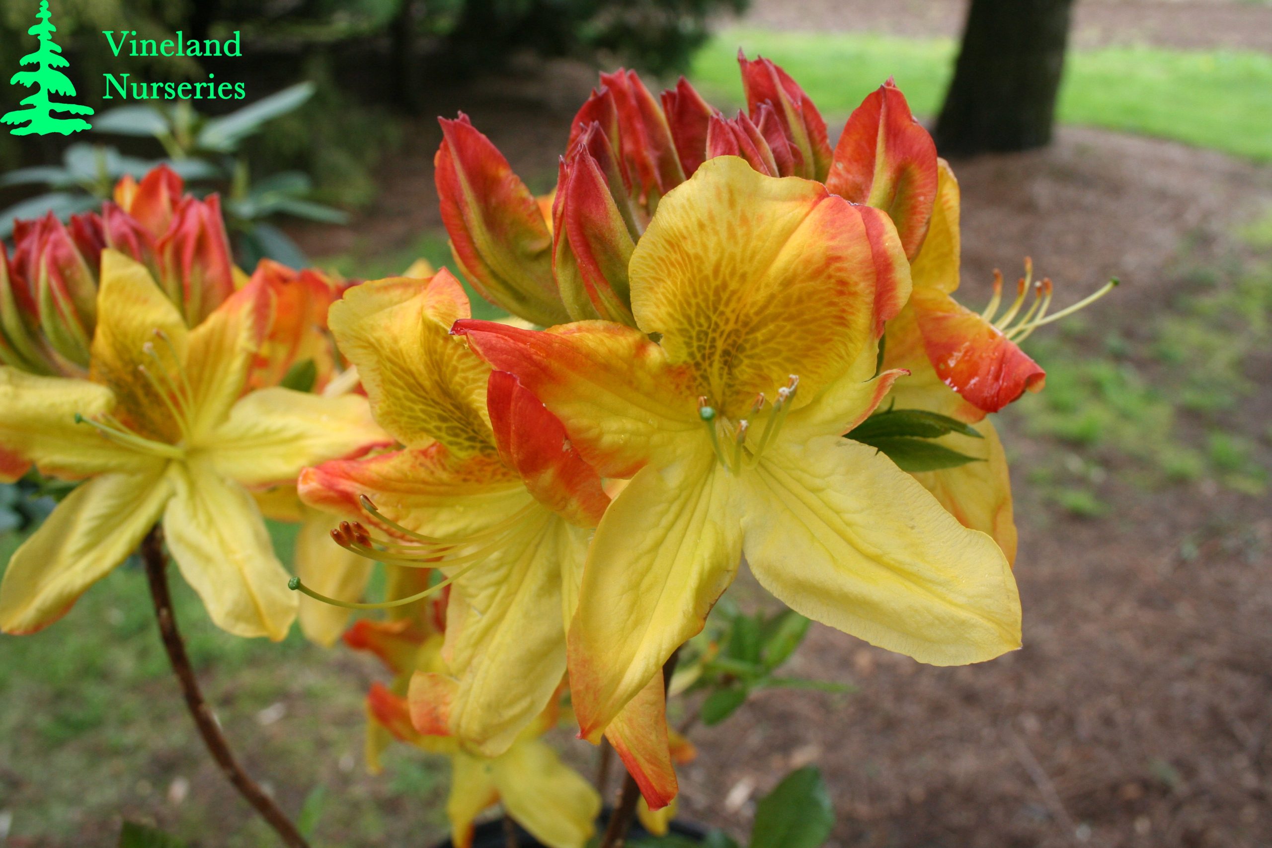 Azalea Arneson Gem