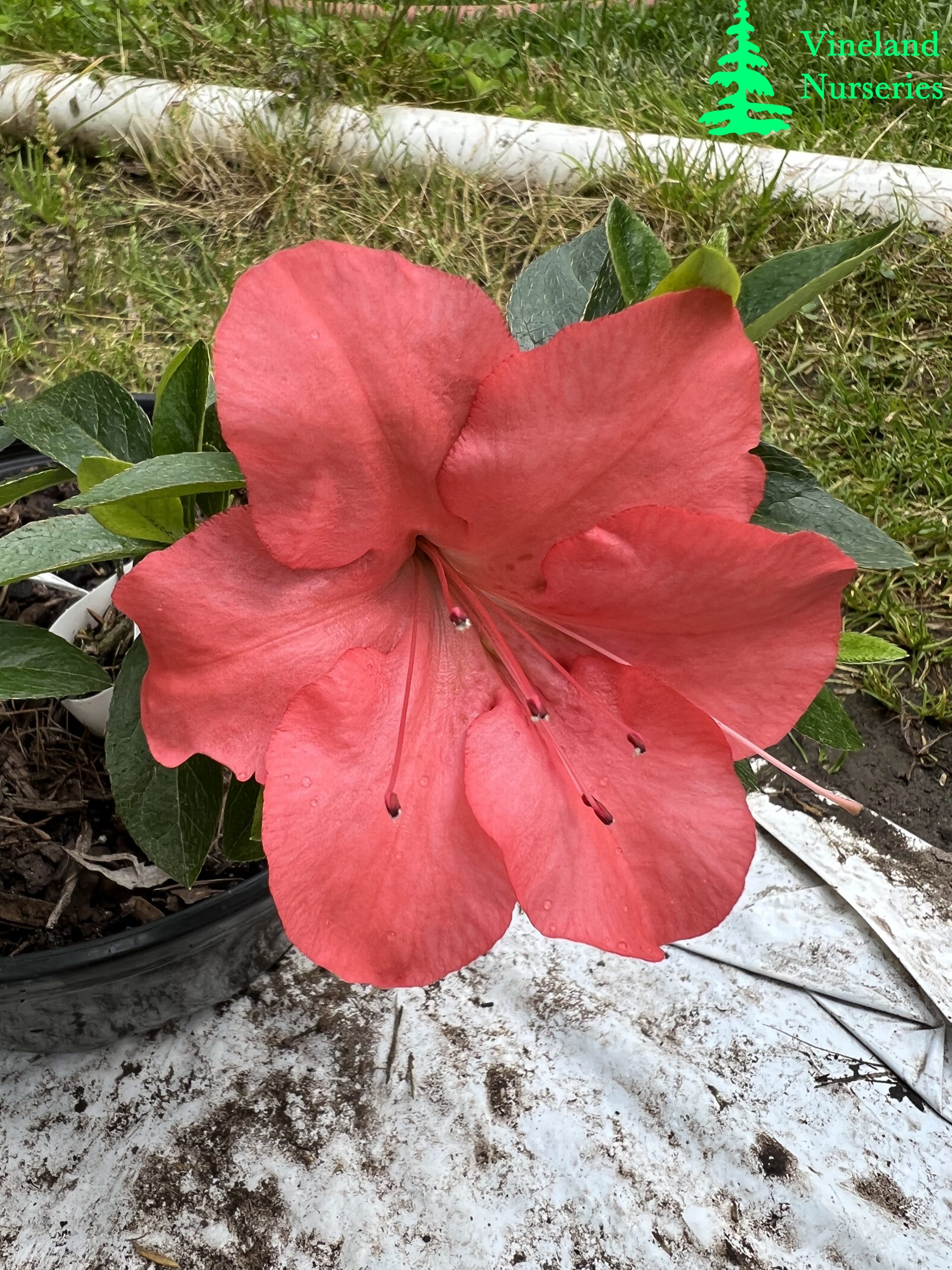 Azalea Asahi No Hikari