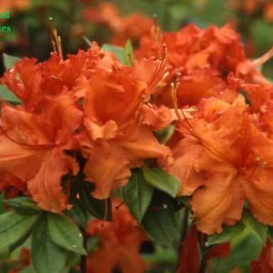 Azalea Gibraltar