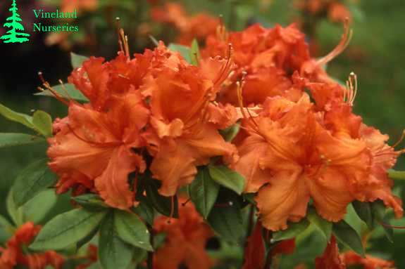 Azalea Gibraltar