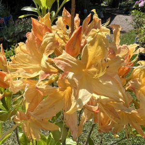 Azalea Golden Lights