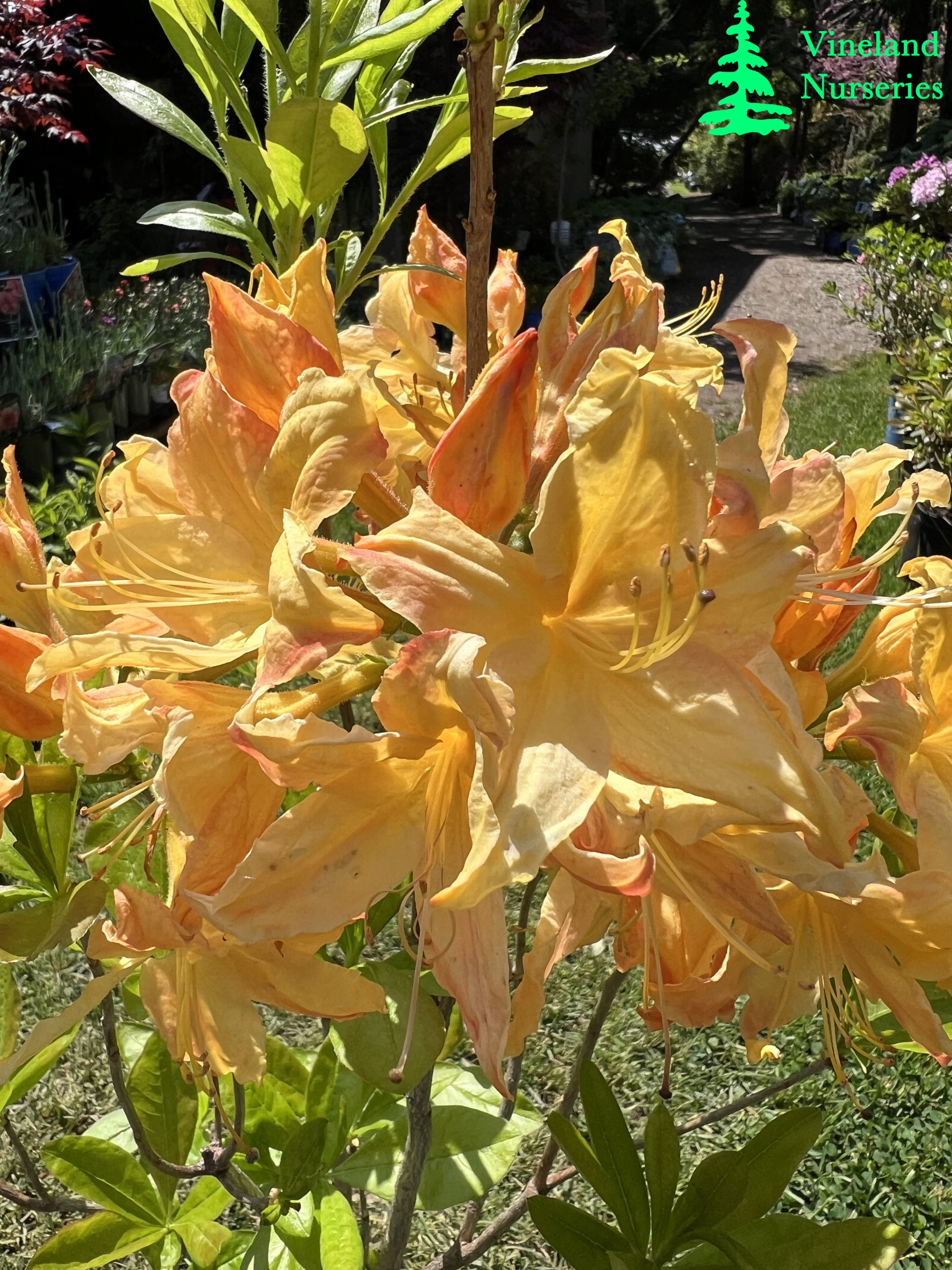 Azalea Golden Lights