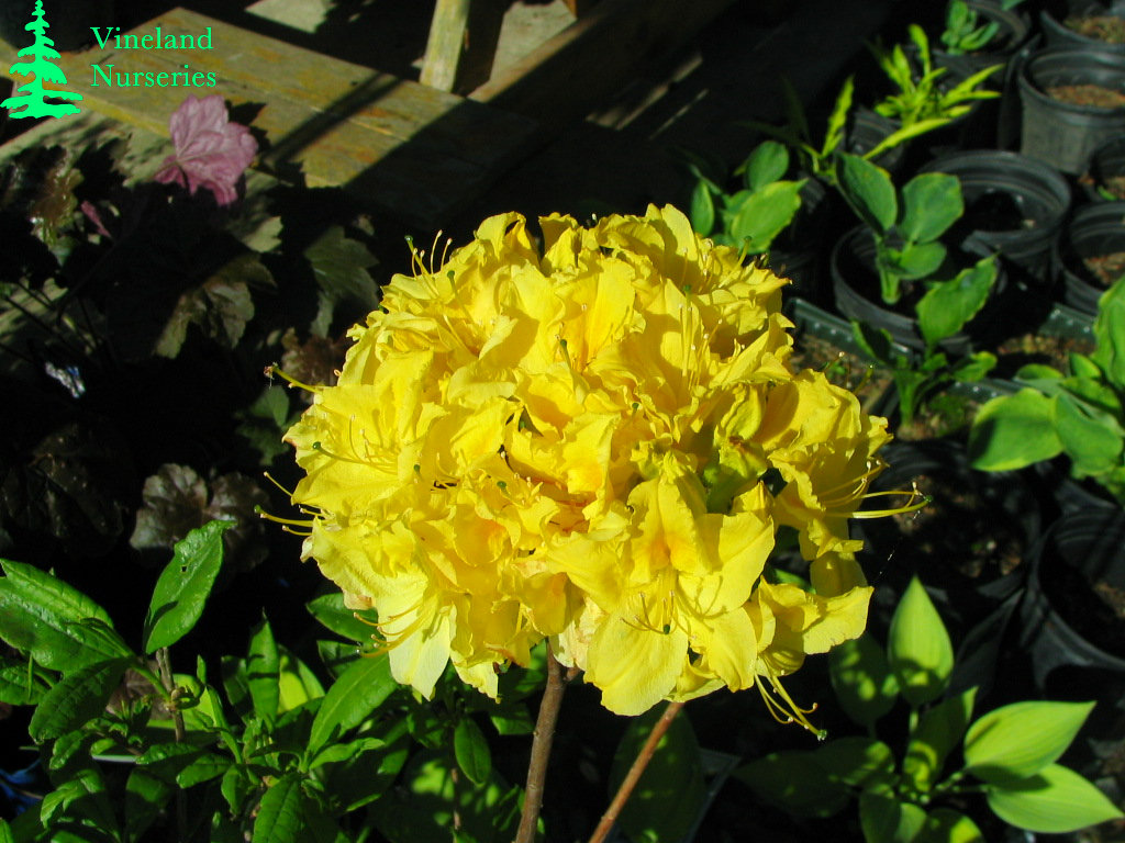 Azalea Lemon Lights