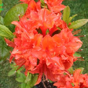 Azalea Mandarin Lights