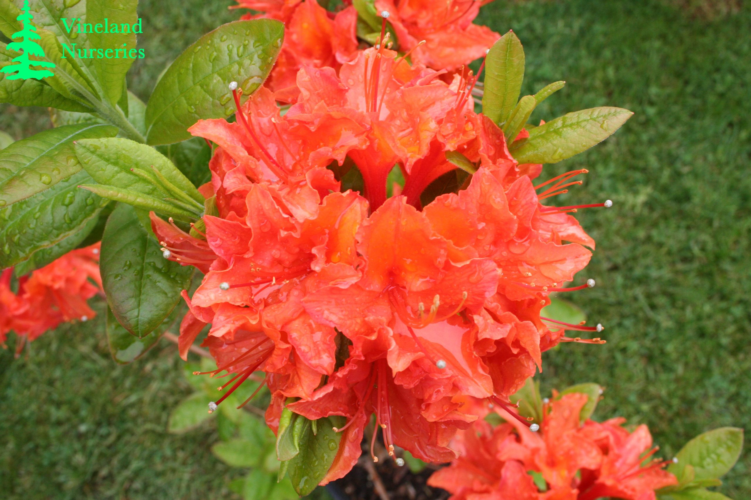 Azalea Mandarin Lights