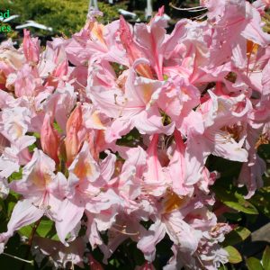 Azalea Pink And Sweetjpg