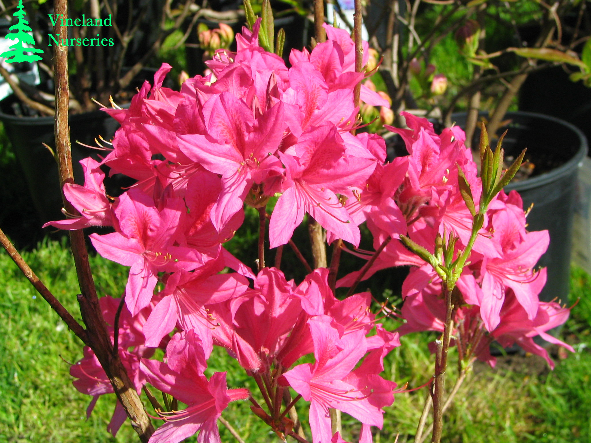 Azalea Rosy Lights