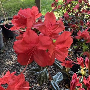 Azalea Stewartstonian