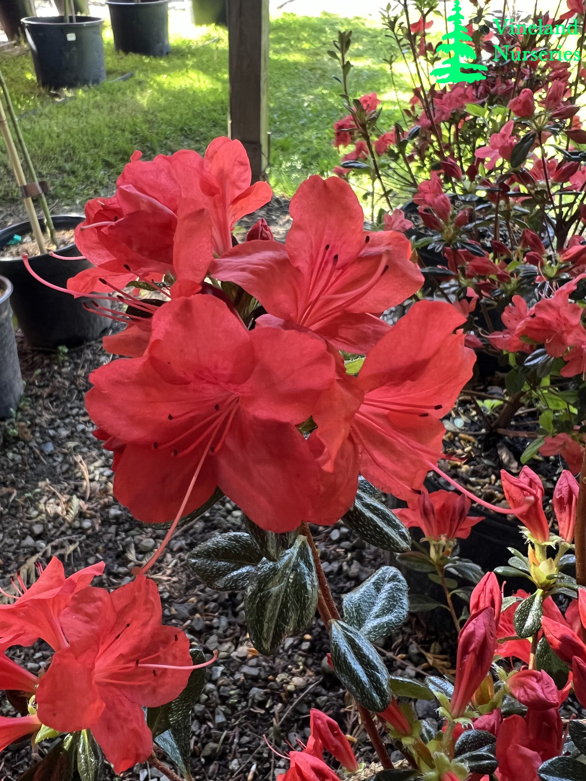 Azalea Stewartstonian