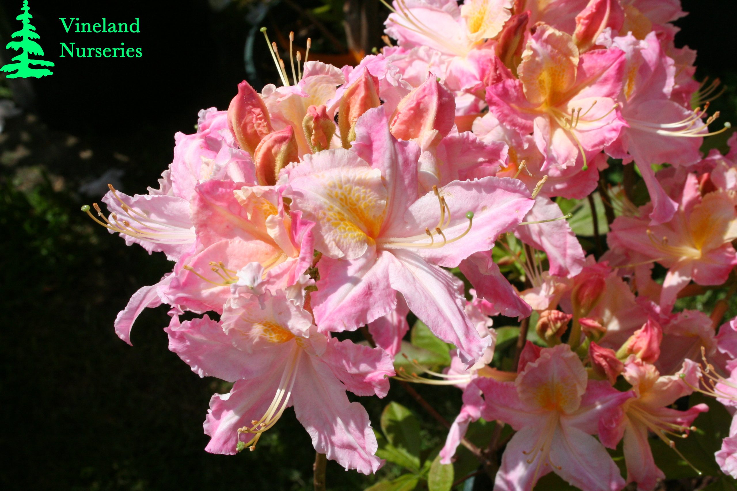 Azalea Tri Lights 1