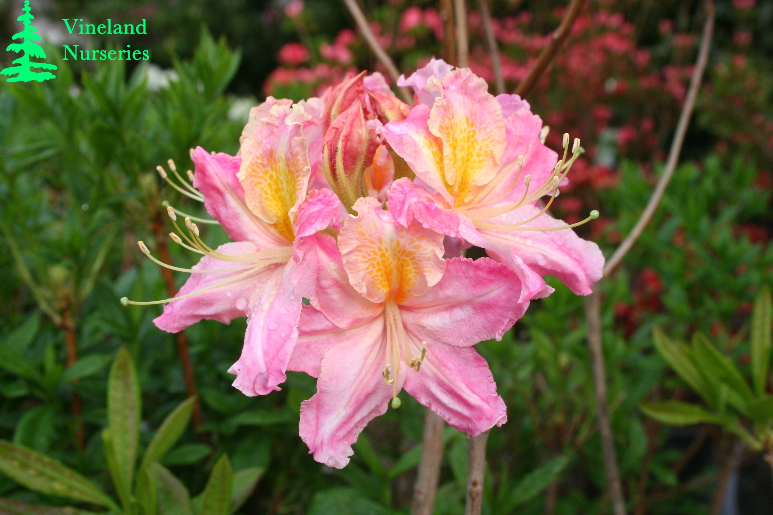 Azalea Tri Lights 2