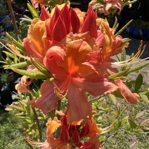 Azalea Vineland Carousel