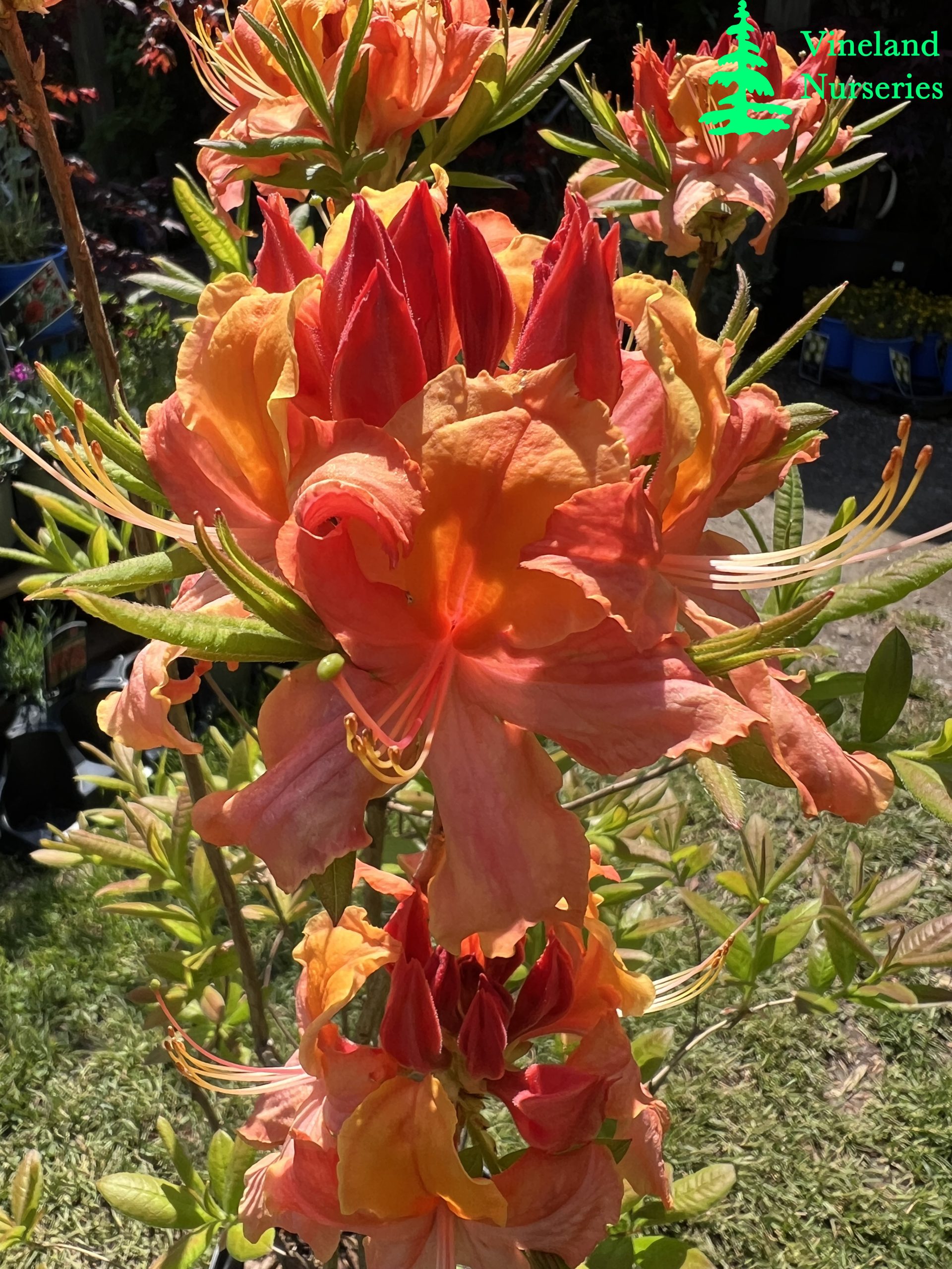 Azalea Vineland Carousel