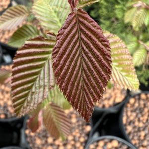 Carpinus Coreana 2