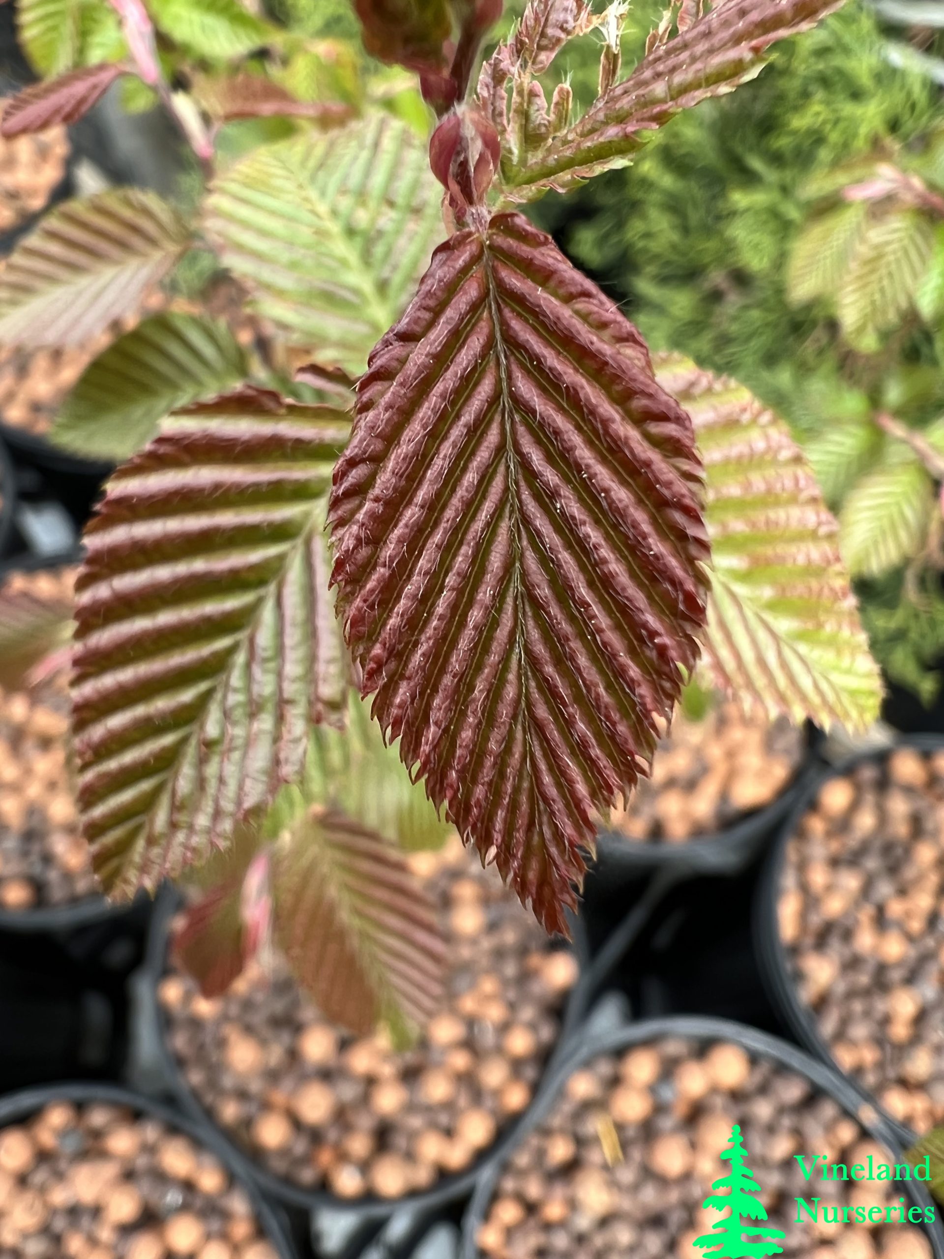 Carpinus Coreana 2