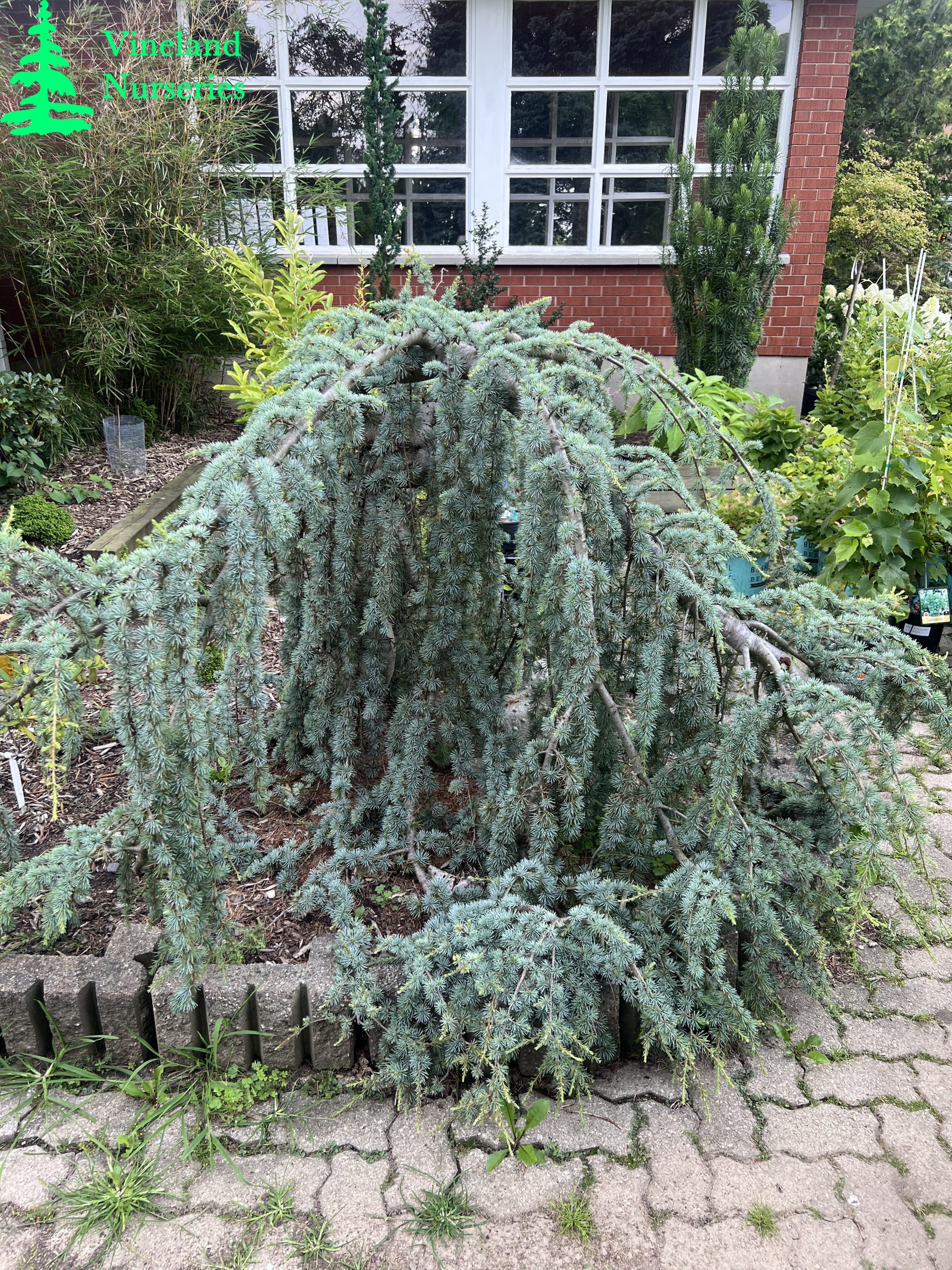 Cedrus Atlantica Glauca Pendula 2