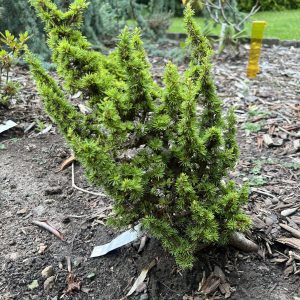 Cedrus Libani Ssp.brevifolia Kenwith