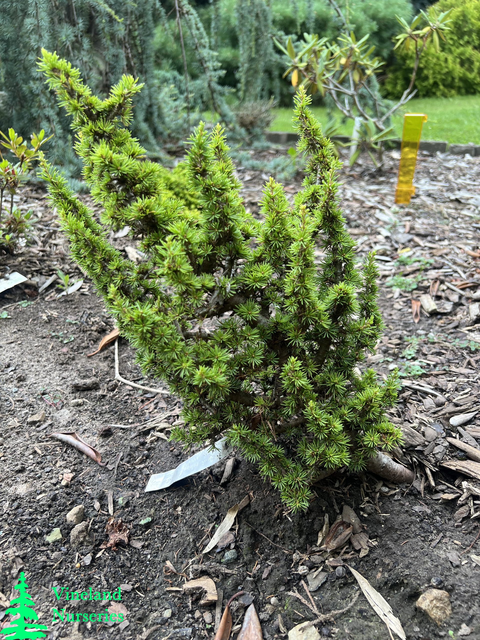 Cedrus Libani Ssp.brevifolia Kenwith