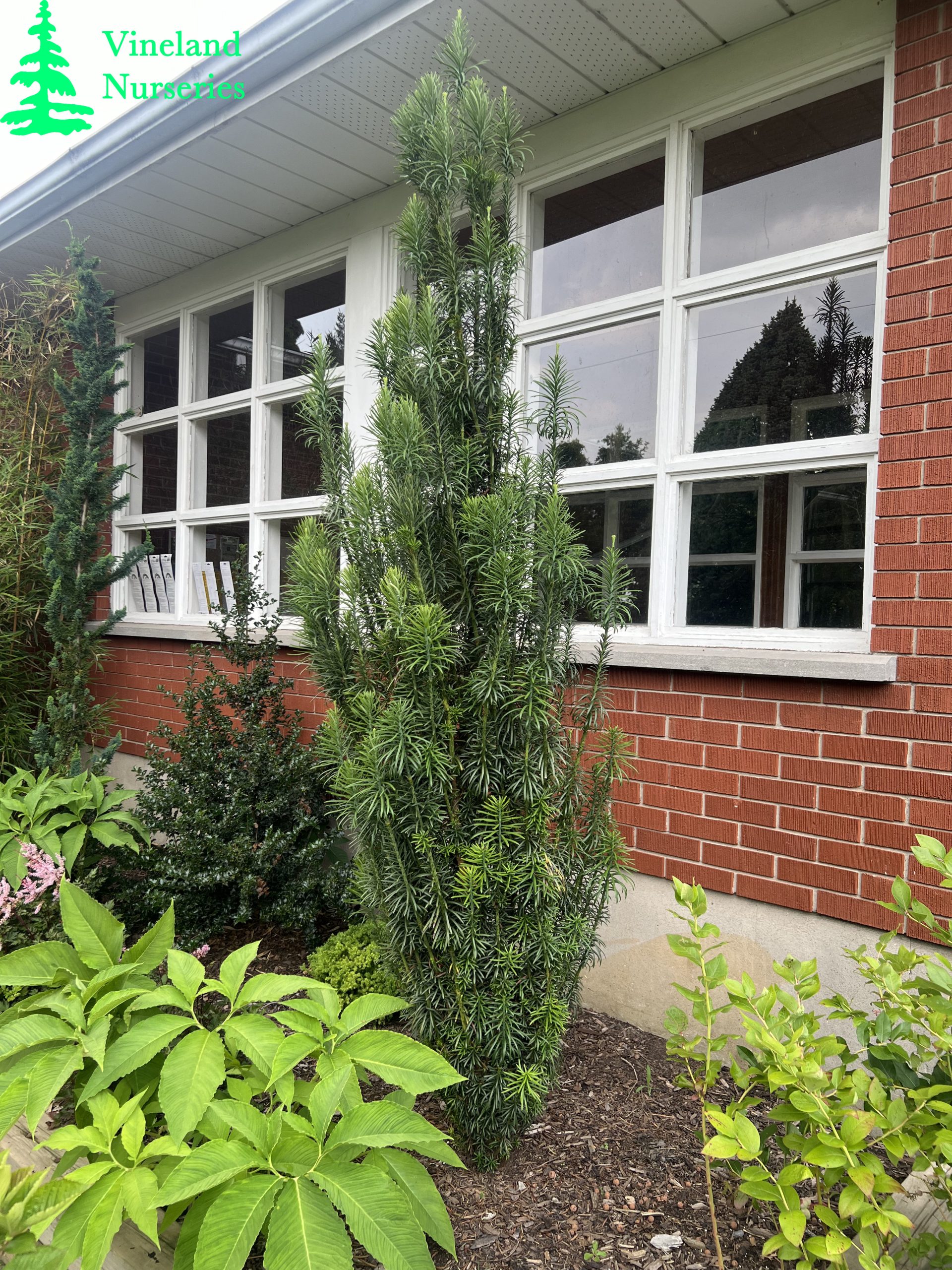 Cephalotaxus Harringtonia Fastigiata