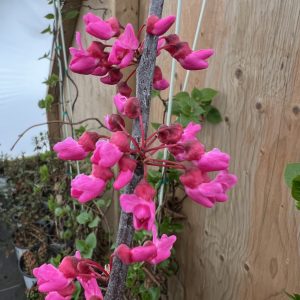 Cercis Canadensis Appalachian Red 1