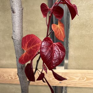 Cercis Canadensis Hearts A'fire 1