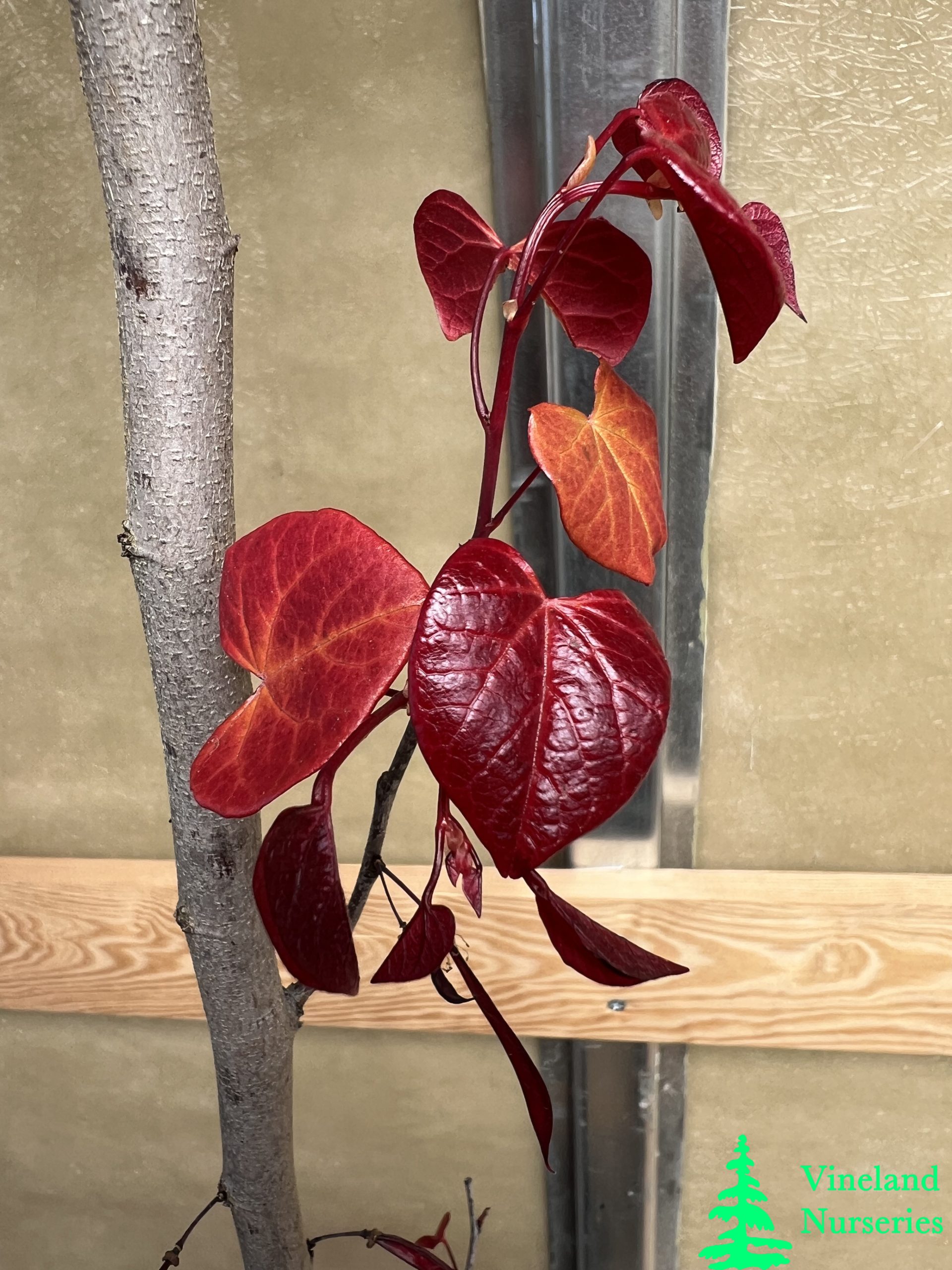 Cercis Canadensis Hearts A'fire 1