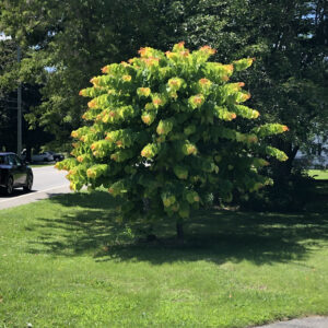 Cercis Canadensis The Rising Sun 2