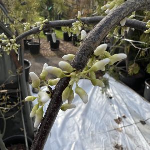 Cercis Canadensis Vanilla Twist 2