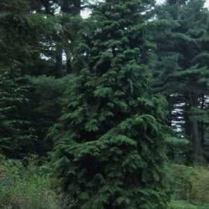 Chamaecyparis Obtusa