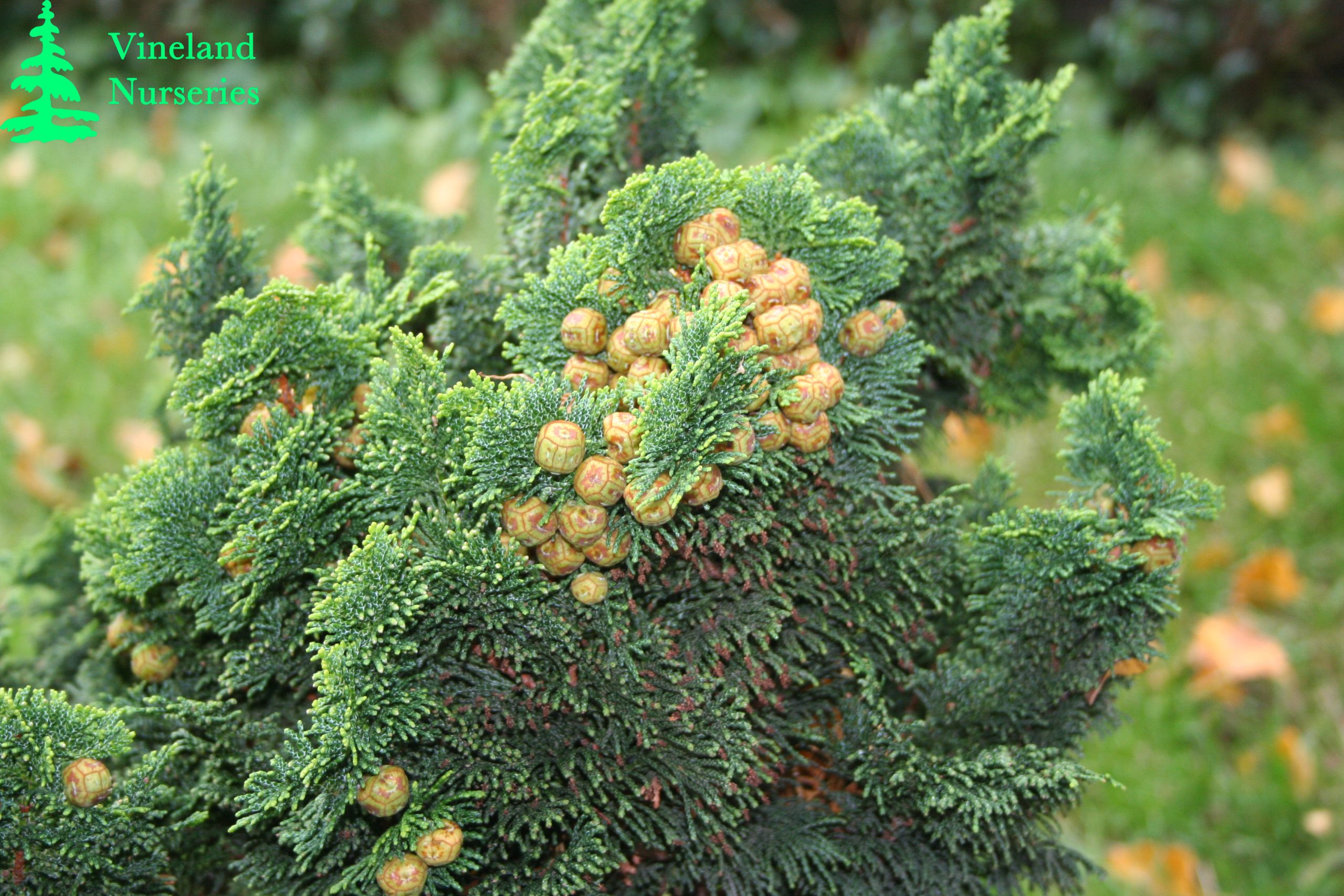 Chamaecyparis Obtusa Nana Gracilis