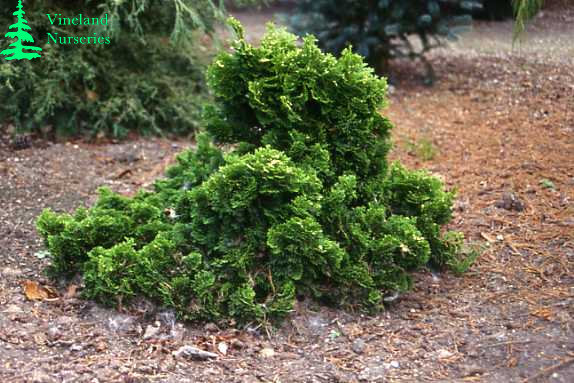 Chamaecyparis Obtusa Snowkist 1