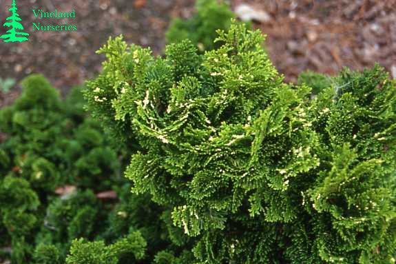 Chamaecyparis Obtusa Snowkist 2