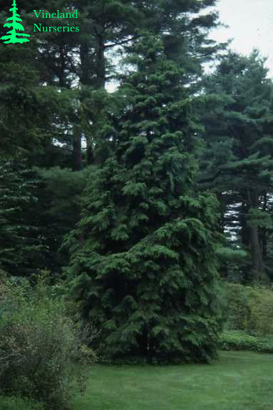 Chamaecyparis Obtusa