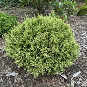 Chamaecyparis Pisifera White Pygmy