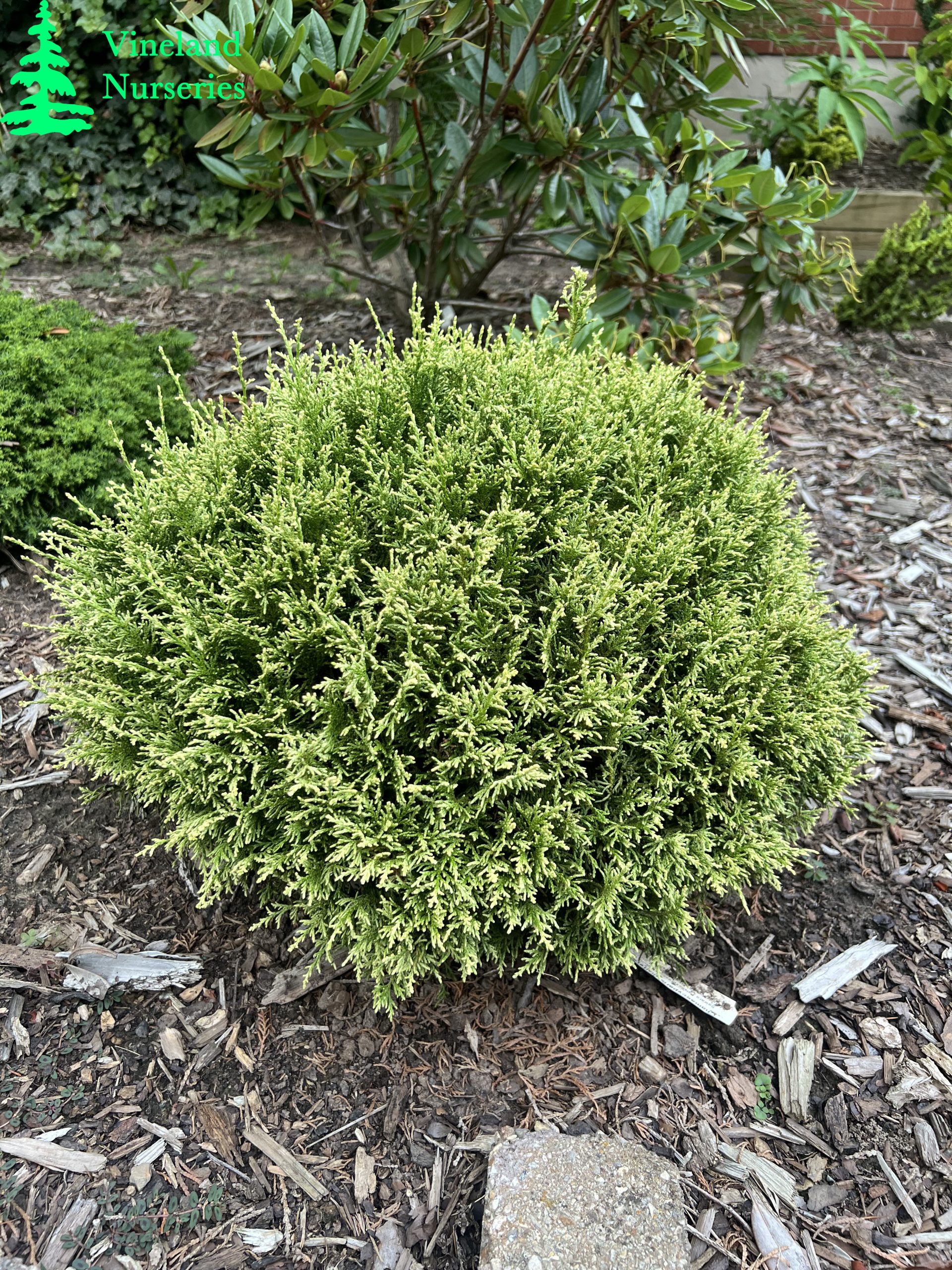 Chamaecyparis Pisifera White Pygmy