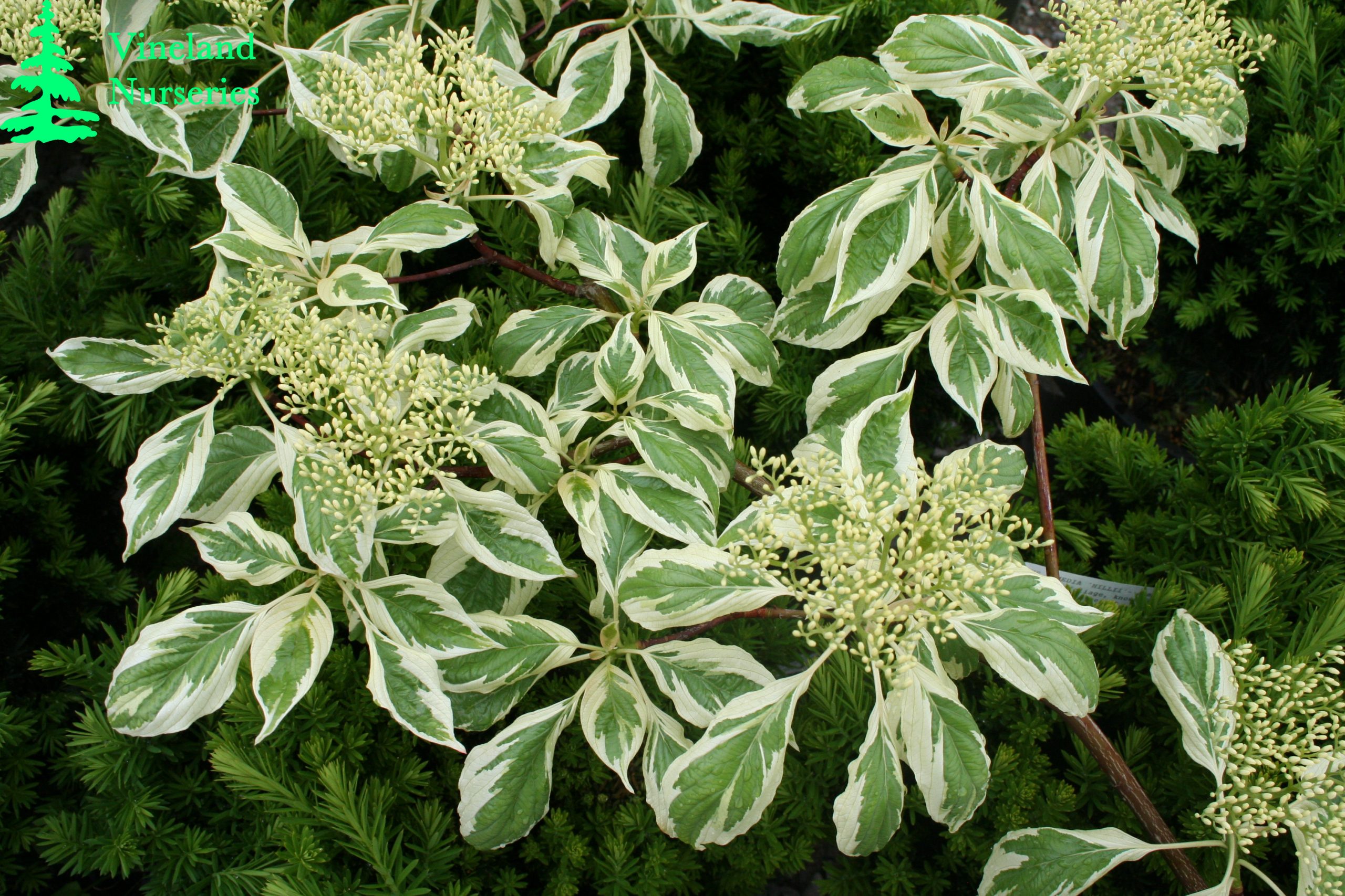 Cornus Controversa Variegata