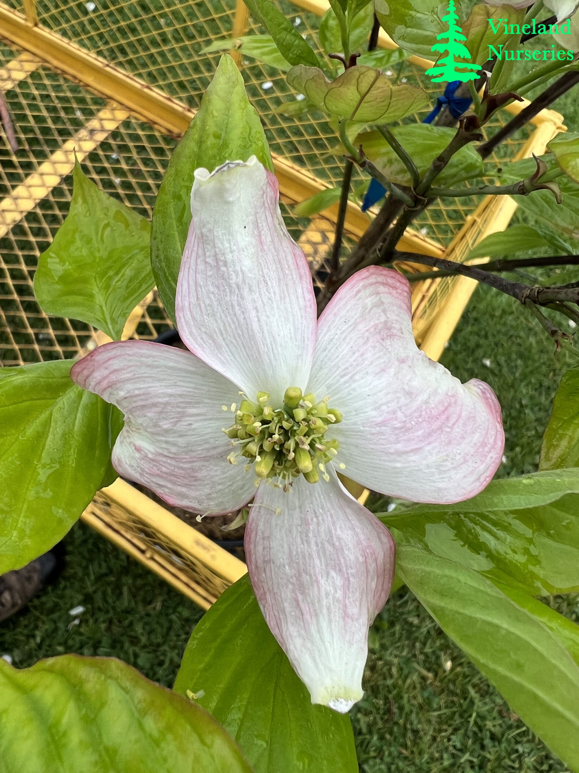 Cornus Florida Pumpkin Patch