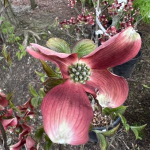 Cornus Florida Ragin Red 1