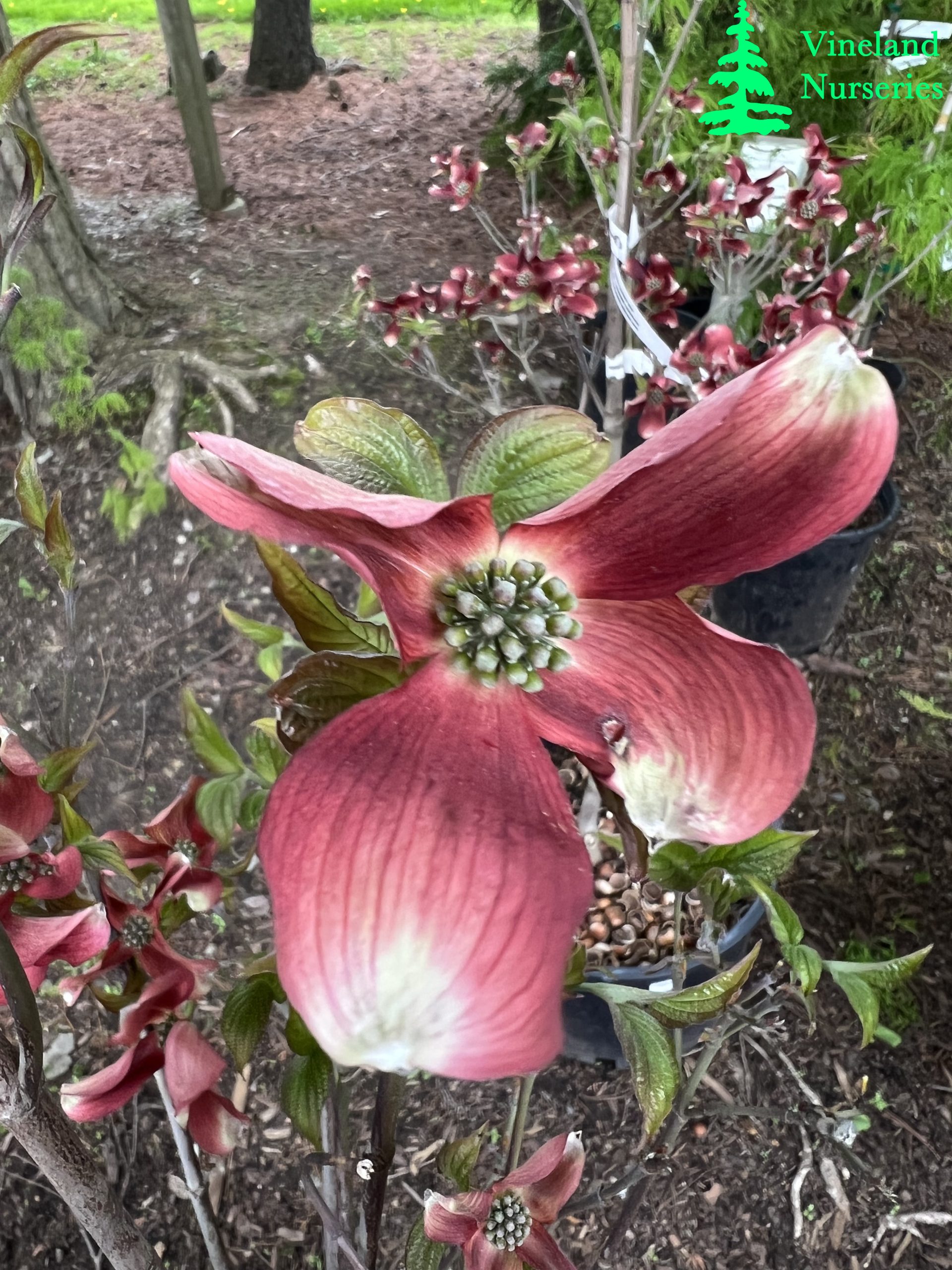 Cornus Florida Ragin Red 1