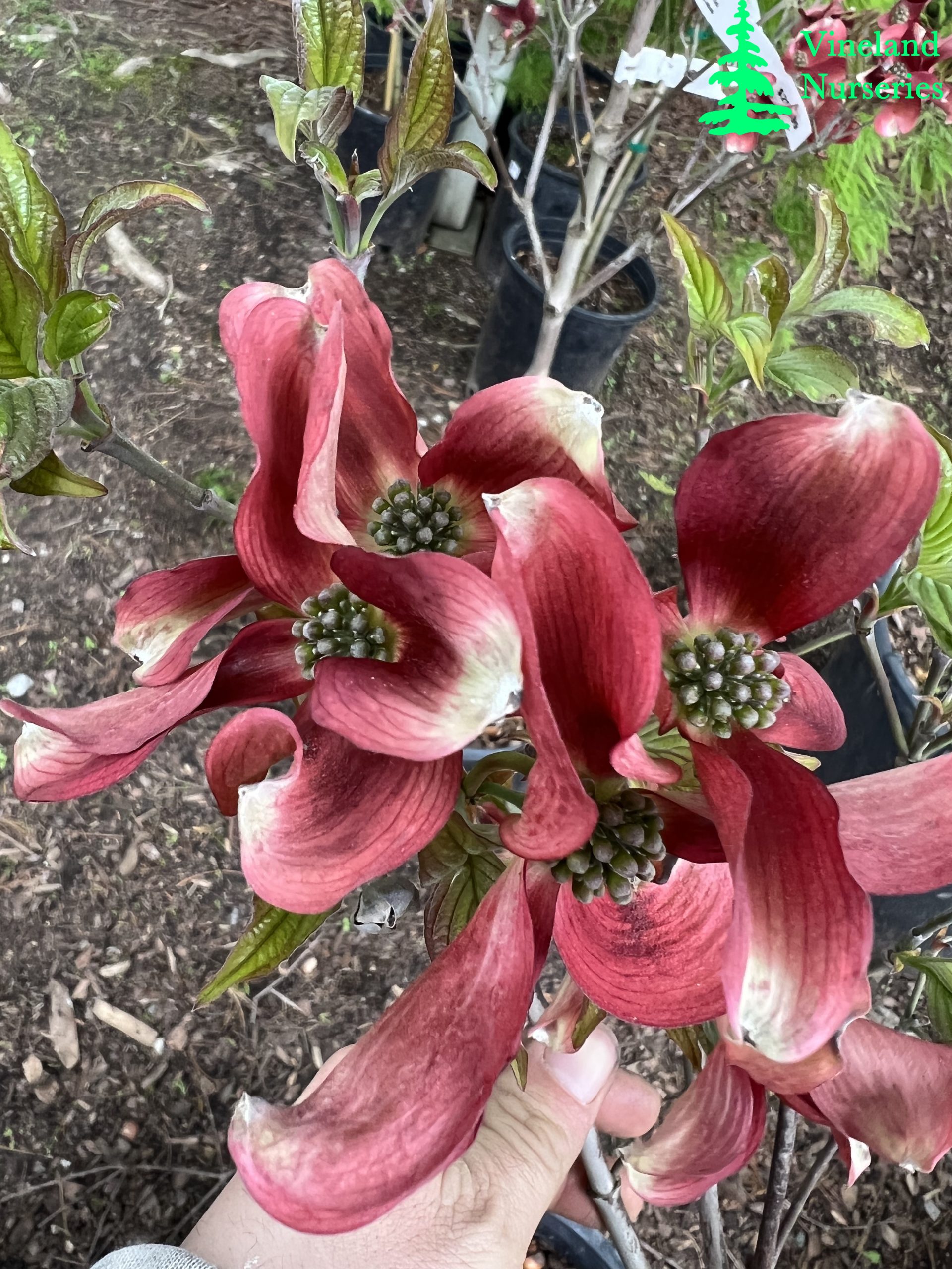 Cornus Florida Ragin Red 2