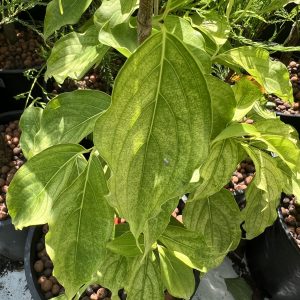 Cornus Kousa Aiden's Mint Frost 3