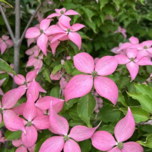 Cornus Kousa Scarlet Fire