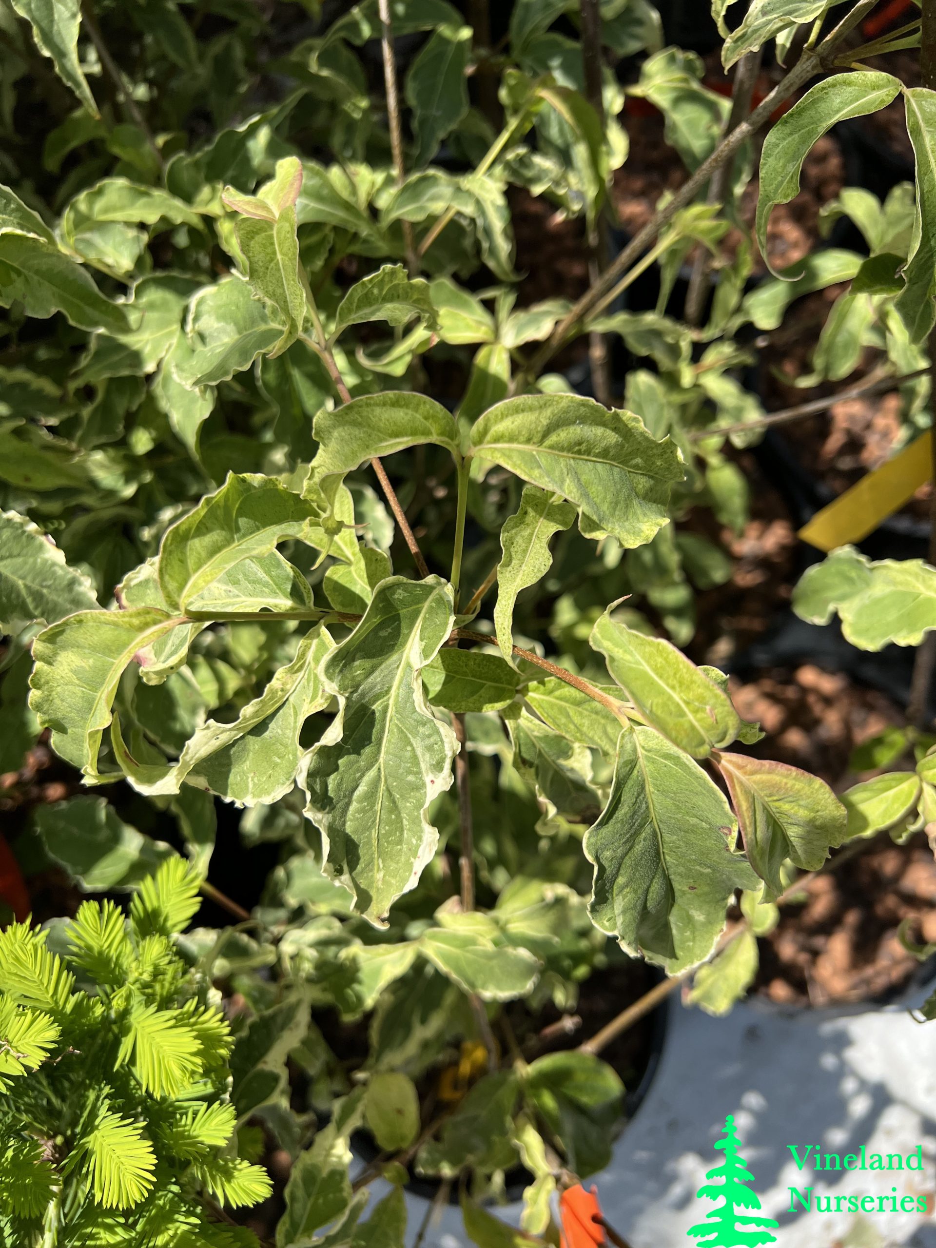 Cornus Kousa Summer Games 2