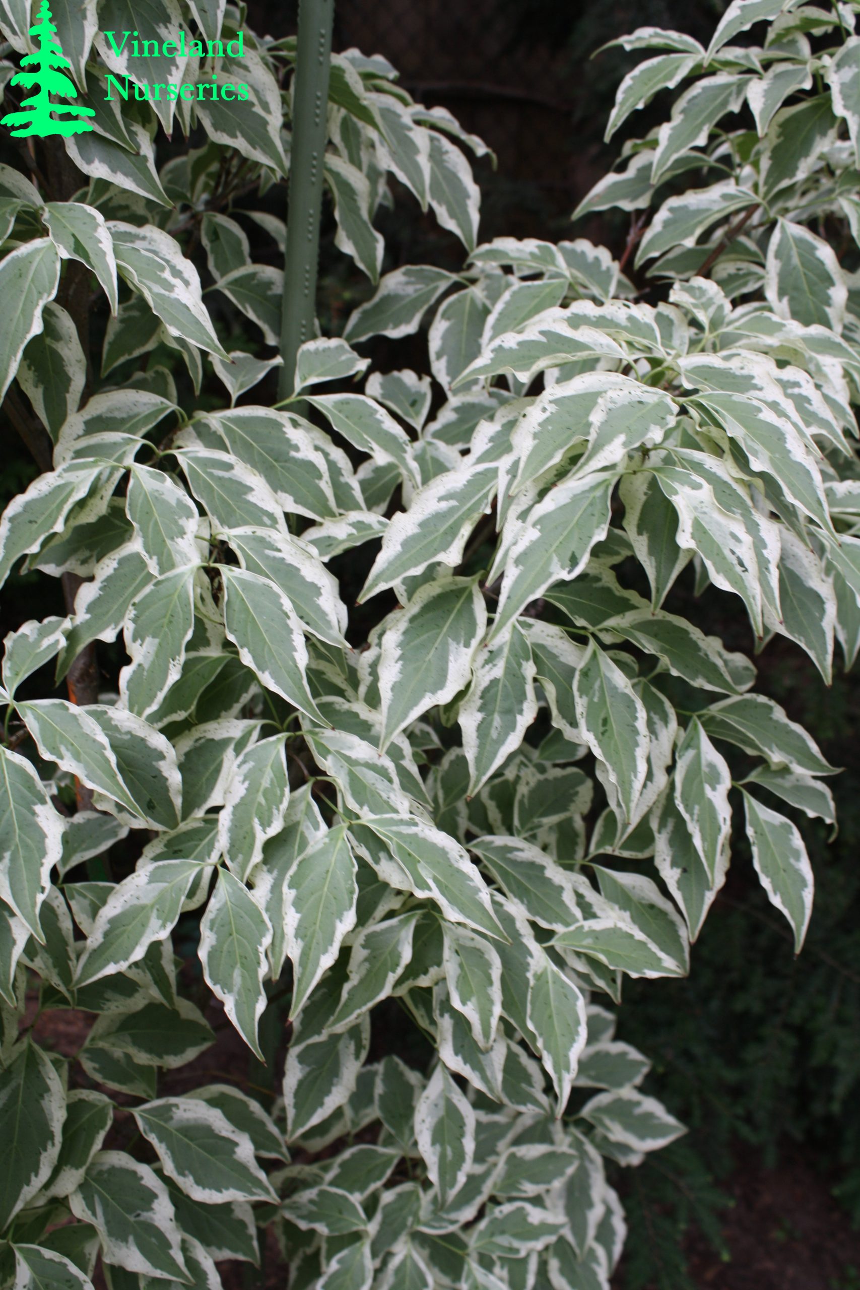 Cornus Kousa Wolf Eyes