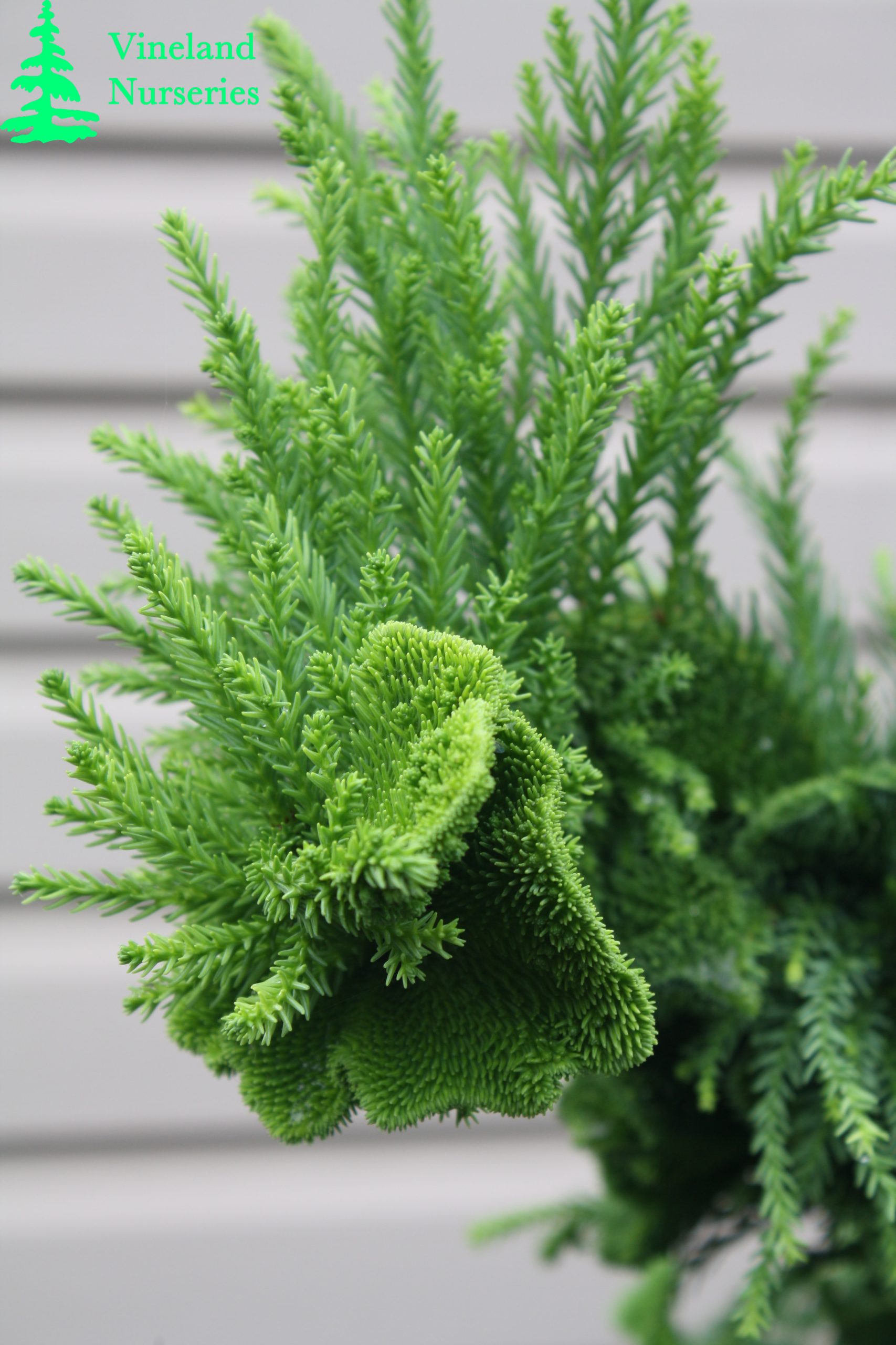 Cryptomeria Japonica Cristata 1