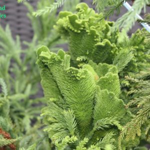 Cryptomeria Japonica Cristata 2