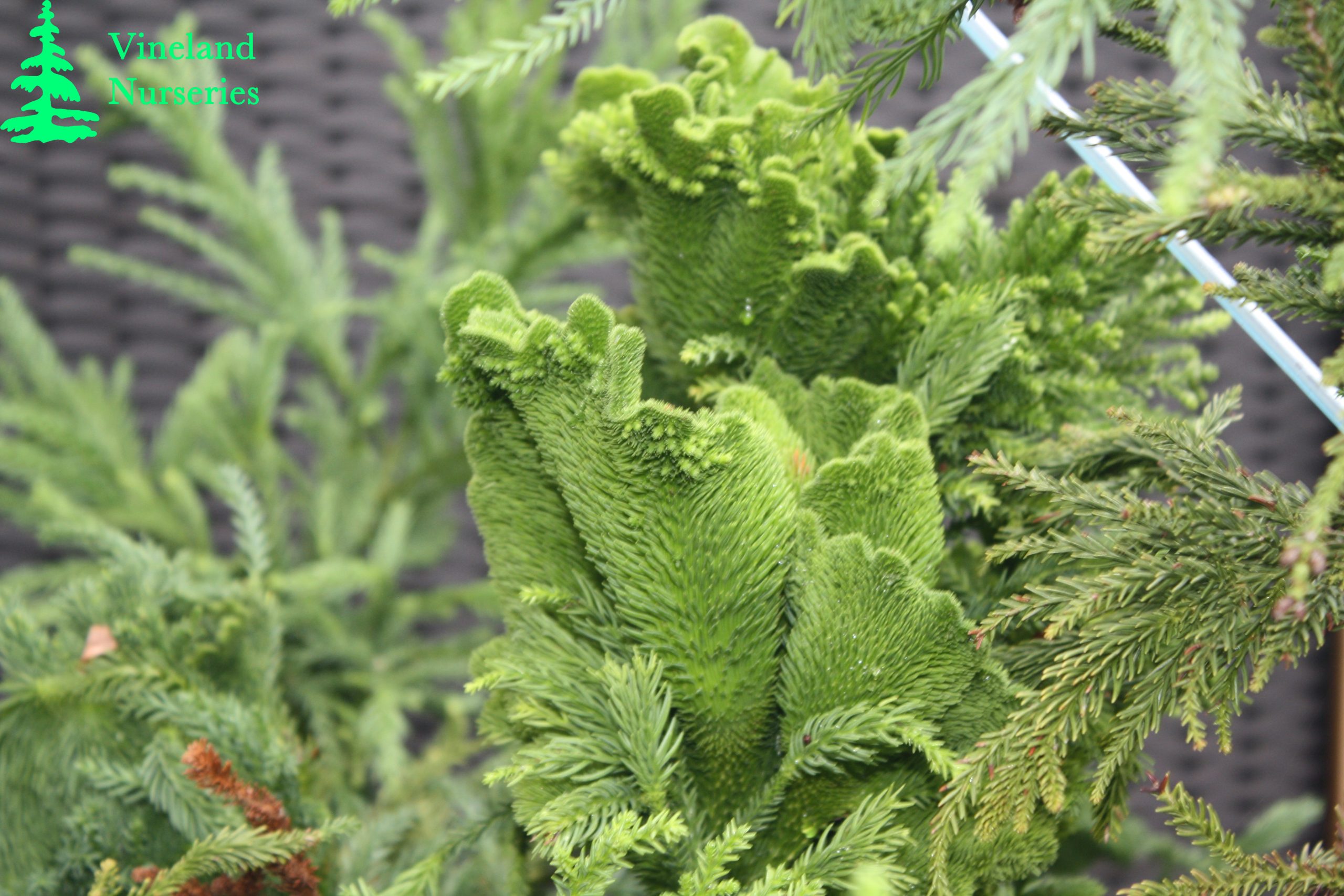 Cryptomeria Japonica Cristata 2