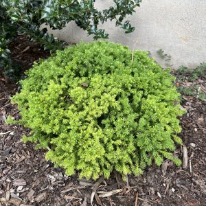 Cryptomeria Japonica Koshyi