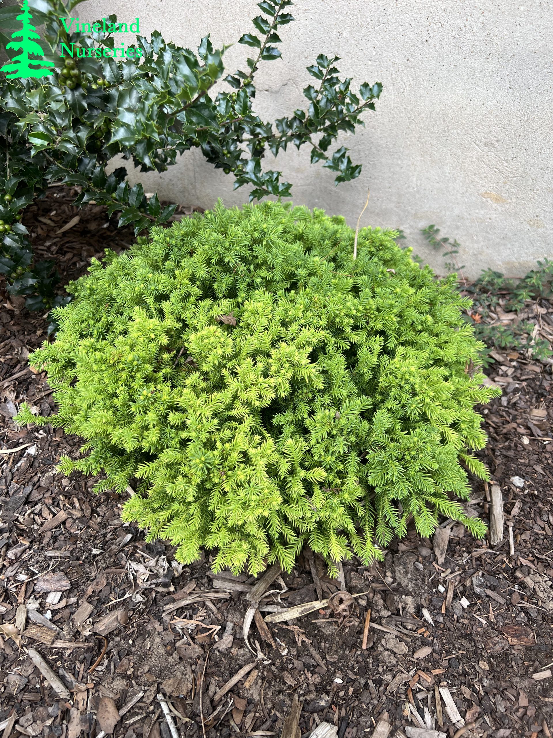 Cryptomeria Japonica Koshyi